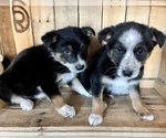 Small Photo #1 Australian Shepherd Puppy For Sale in CHESTERFIELD, MI, USA