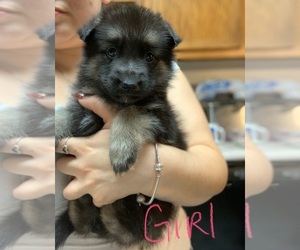 German Shepherd Dog Puppy for sale in TOLEDO, OH, USA