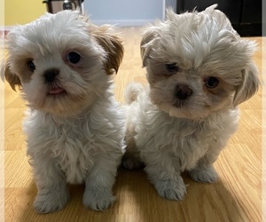 Shih Tzu Puppy for sale in BEAVERCRK TWP, OH, USA