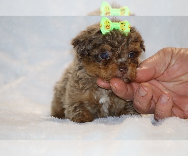 Medium Photo #10 ShihPoo Puppy For Sale in DYERSBURG, TN, USA
