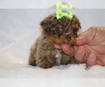 Small #9 ShihPoo