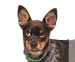 Small Miniature Pinscher Mix