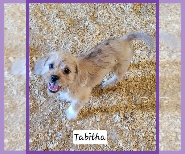 Medium Photo #2 Mutt Puppy For Sale in Granbury, TX, USA