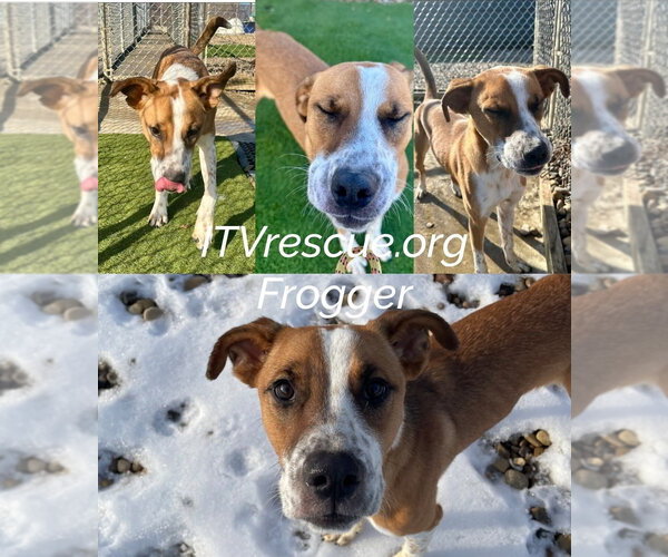 Medium Photo #13 Mutt Puppy For Sale in Evansville, IN, USA