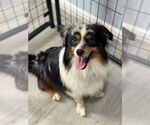 Small Australian Shepherd