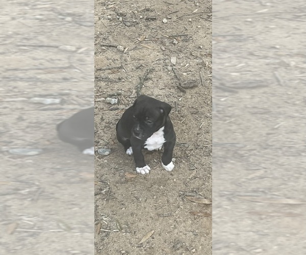 Medium Photo #1 American Pit Bull Terrier Puppy For Sale in STAFFORD, VA, USA