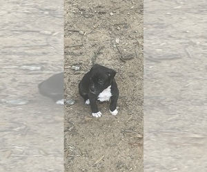 American Pit Bull Terrier Puppy for sale in STAFFORD, VA, USA