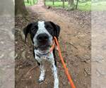 Small #7 Border Collie Mix