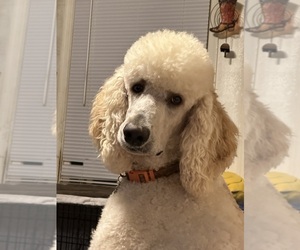 Father of the Poodle (Standard) puppies born on 01/12/2025