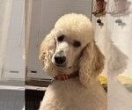 Small Photo #1 Poodle (Standard) Puppy For Sale in SOPHIA, NC, USA