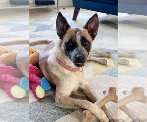 Mutt Dogs for adoption in Sandy, UT, USA