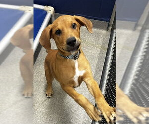 Mutt Dogs for adoption in Sterling, MA, USA