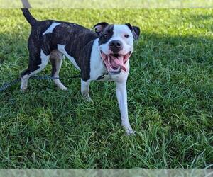 American Pit Bull Terrier-Unknown Mix Dogs for adoption in Ocala, FL, USA