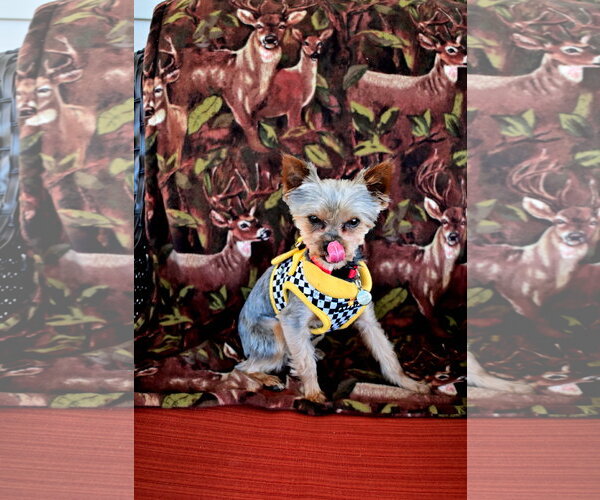 Medium Photo #12 Mutt Puppy For Sale in Allentown,, PA, USA