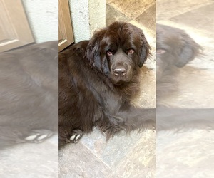Mother of the Newfoundland puppies born on 09/12/2023