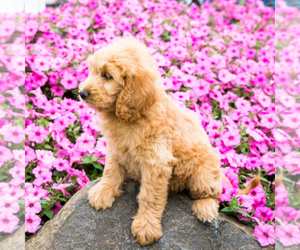 Medium Photo #3 Goldendoodle Puppy For Sale in WAKARUSA, IN, USA