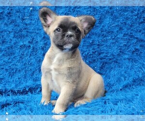 French Bulldog Puppy for sale in BOSTON, MA, USA