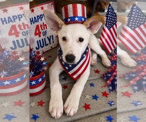 Mutt Dogs for adoption in pomfret, CT, USA