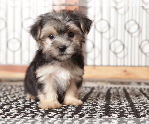Morkie Puppy for sale in NAPLES, FL, USA