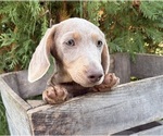 Boone - Male Dachshund Puppy for Sale - Photo #3