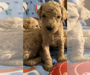 Poodle (Standard) Puppy for sale in ALLIANCE, OH, USA