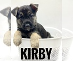 Puppy Kirby German Shepherd Dog