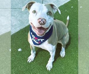 American Staffordshire Terrier Dogs for adoption in Fort Lauderdale, FL, USA