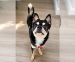 Small #2 Chihuahua-Shiba Inu Mix