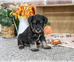 Patrick - Male Schnauzer (Miniature) Puppy for Sale - Photo #3