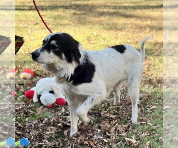 Medium Photo #2 Great Pyrenees-Unknown Mix Puppy For Sale in Yardley, PA, USA