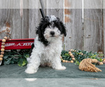 Small Photo #19 Poodle (Toy) Puppy For Sale in HOWE, IN, USA