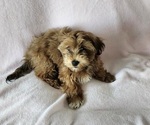 Small #12 Havanese