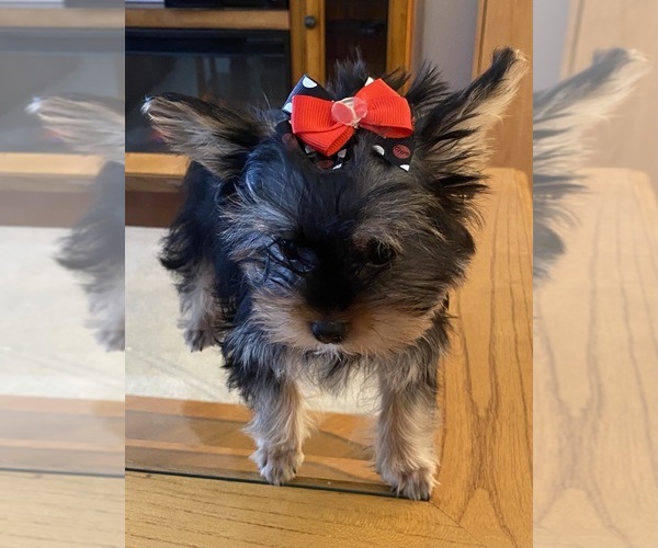 Medium Photo #1 Yorkshire Terrier Puppy For Sale in OAK LAWN, IL, USA