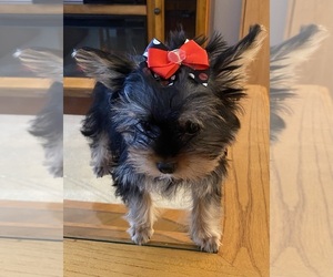 Yorkshire Terrier Puppy for sale in OAK LAWN, IL, USA