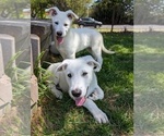 Small #2 Alaskan Malamute-German Shepherd Dog Mix