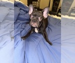 Puppy Luna French Bulldog