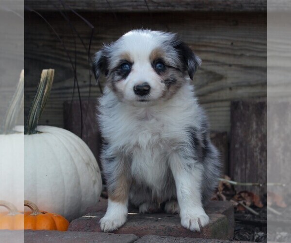 Medium Photo #5 Miniature Australian Shepherd Puppy For Sale in STRASBURG, PA, USA
