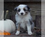 Small Photo #5 Miniature Australian Shepherd Puppy For Sale in STRASBURG, PA, USA