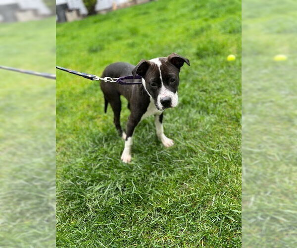Medium Photo #12 Beagle-Pointer Mix Puppy For Sale in Brewster, NY, USA