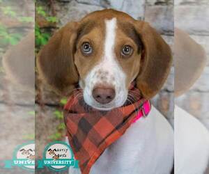 Mutt Dogs for adoption in Kennesaw, GA, USA