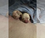 Small Photo #8 Labrador Retriever Puppy For Sale in CARMICHAEL, CA, USA