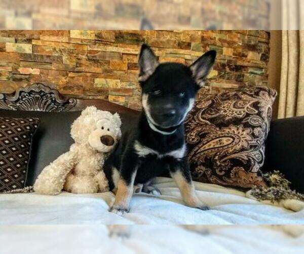 Medium Photo #14 Siberian Husky Puppy For Sale in WILDOMAR, CA, USA