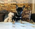 Small Photo #14 Siberian Husky Puppy For Sale in WILDOMAR, CA, USA