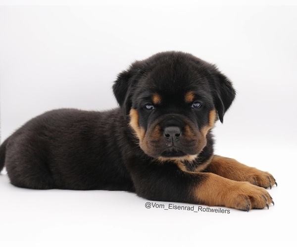 Full screen Photo #1 Rottweiler Puppy For Sale in FONTANA, CA, USA