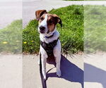 Small #3 Australian Shepherd-Collie Mix