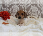 Small #7 Dachshund