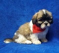 Small Photo #42 Lhasa Apso Puppy For Sale in BUFFALO, MO, USA
