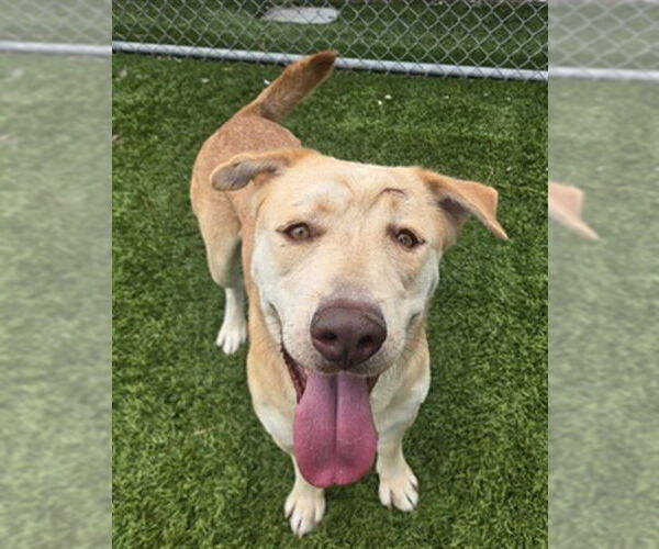 Medium Photo #2 Labrador Retriever-Unknown Mix Puppy For Sale in Downey, CA, USA