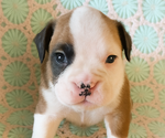 Small #2 Boxer