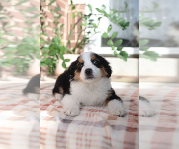 Medium Photo #3 Collie-Unknown Mix Puppy For Sale in Sandy, UT, USA